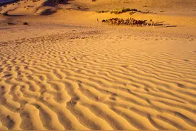 你知道为什么骆驼可以在沙漠中生存吗？图片