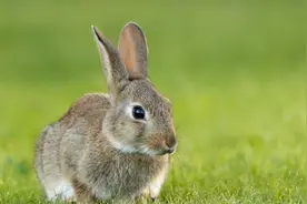 顶端元宵夜丨动物考古学家告诉你，嫦娥怀抱的玉兔究竟是哪种兔？图片