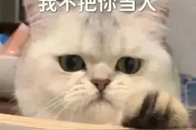 萌宠表情包：我不生气，美女不该生气图片