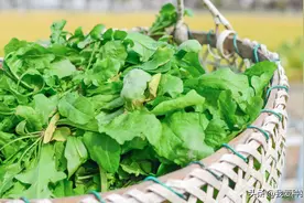 数九严寒冻不死，待得春来先复苏，荠菜耐寒又鲜美，秋播别落下它图片