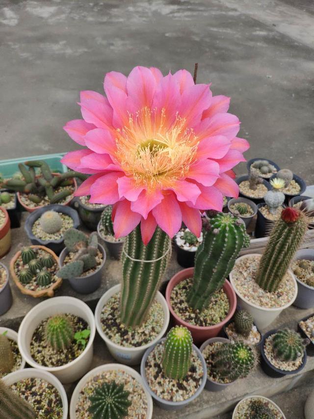 什么花出胶 2025年请问什么花