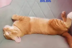 怀念你，我的爱猫赢赢图片