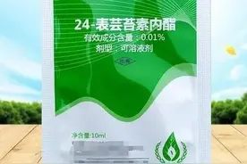 芸苔素用处多效果好，可惜很多农户不会用，学会使用方法不吃亏图片