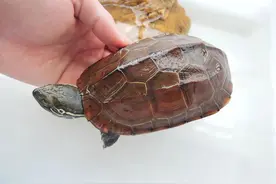 你的龟一直在那扒拉水，原因无非这3点图片