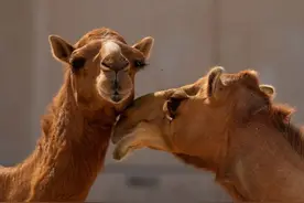 今天找到压垮骆驼的最后一根“稻草”了图片