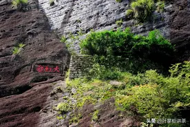 大红袍属于什么茶。是红茶吗？冲泡大红袍的正确方法图片