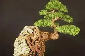 盘根错节图片