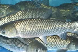 民以食为天——草鱼图片