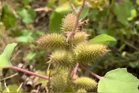 苍耳，农村常见的植物图片