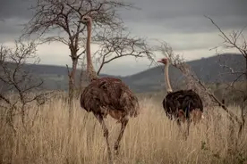 《扫除道》：压死骆驼的最后一根稻草，是怎么消失的？图片
