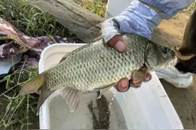 钓鲫鱼不可不知的6句话，这样你才能比别人钓得更多、更大图片