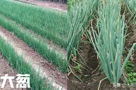 种葱最忌什么？掌握葱的生长特性，更有利于种植的葱优质高产图片