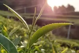 川茶香飘进联合国！图片