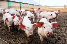 猪伪狂犬病的症状有哪些？猪伪狂犬怎么治疗？本文有答案图片