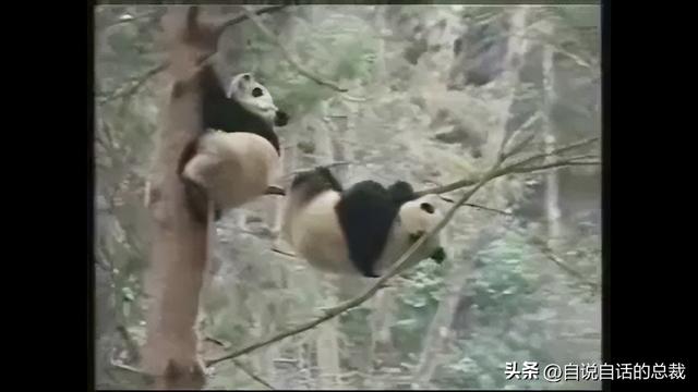 熊猫：真实存在的上古恐惧，为什么只有人类觉得大熊猫很可爱？