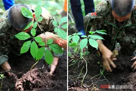 上世纪发现160年老山参，重达九两二钱，专家：价值两百万图片