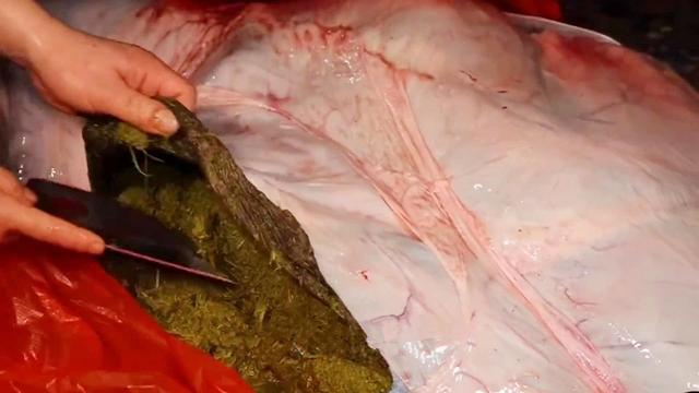 黔东南款待贵客的“牛瘪”，到底是个啥？刚知道，冷知识增加了