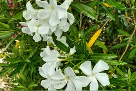 俗语“女看脚男看手，就知家中有没有”是什么意思？为什么？图片