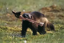 南方的“平头哥”、北方的“金刚狼”，谁才是鼬科真正的老大？图片