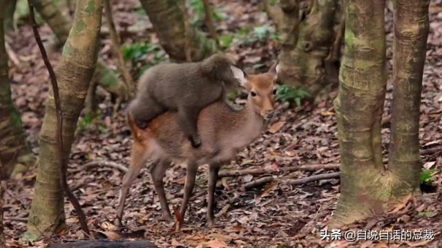 超级血液，器官再生、百毒不侵，这是人们认为它是仙兽真正的原因