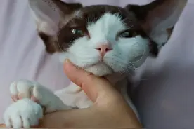 德文卷毛猫真的很容易得猫癣吗？（关于德文猫皮肤问题的解答）图片