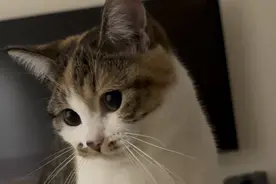 为什么中国人很少吃猫肉？李时珍已告诉我们答案，古人早就试过了图片