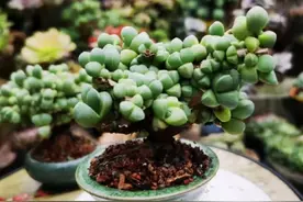 这款多肉“遇水疯长”，老桩“贵气”，便宜好养活，大赞图片