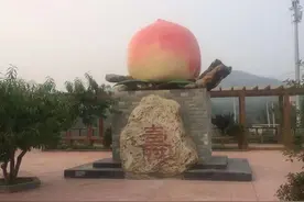 桃好因为原生态，桃甜因为无公害，吉旭鲜果肥城桃，天然好味道图片