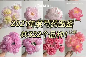 鲜花分享｜芍药品种图鉴图片