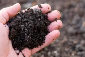 东北黑土不保？400年才形成的黑土地，为何遭疯狂盗挖？图片