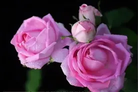 人民币上印的“财富花”，你有注意过吗？图片