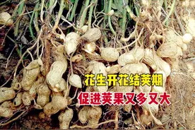 种植花生开花多、结荚少怎么办？抓好4点管理，荚果结得又多又大图片