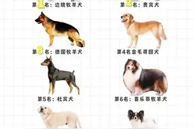 狗狗智商排名图片版你家修狗上榜了吗图片