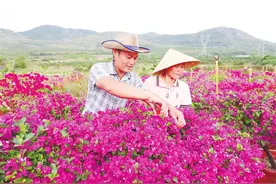 喜迎二十大 | 崖州区三更村：产业催开幸福花 生活更上一层楼图片