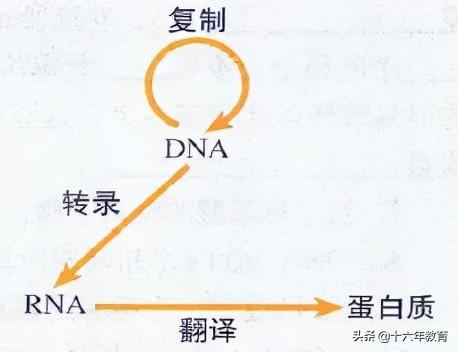 高中生物重要生化知识图解记忆（建议收藏）