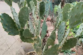 初识中草药图片