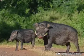 连老虎都不敢惹的强悍巨猪“巨林猪”，究竟有多厉害？图片