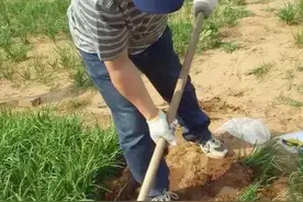 秋季韭菜老根翻栽正当时，四项措施不能少图片