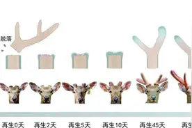 一周前沿科技盘点㉝｜为实现肢体再生 科学家对鹿角做了点功课图片