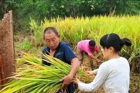 农村人种一亩水稻需要多少成本？每亩利润到底有多少？图片