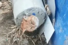 远看混凝土柱子里有个猫头，凑近后被逗乐了：哪里来的小可爱？图片