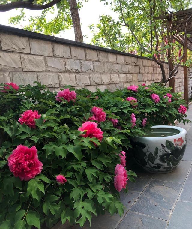 小院养花,就选"3种",花朵美年年开,漂亮大气,带来富贵吉祥