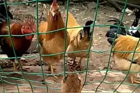黄鼠狼给鸡拜年真的不安好心吗?图片