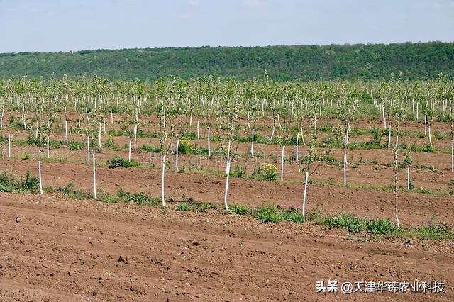 最近氨基酸又火了？氨基酸对氮磷钾的增效作用，农民：好用就行