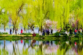 诗词丨又是一年杨柳绿，不负韶华不负己图片