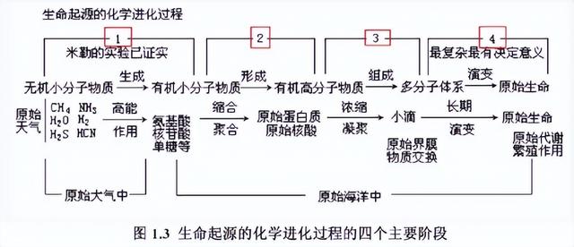 隼鸟2号带回来的样本中发现氨基酸，这意味着发现外星生命吗？