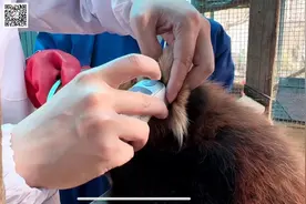 小熊猫体检报告出炉：个别偏胖，控制苹果摄入量图片
