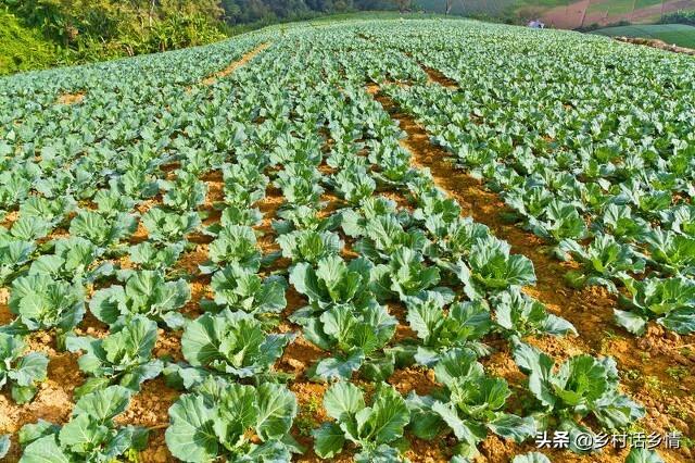 这三个配方在农业种植上，已经用了五六年，效果确实挺好的