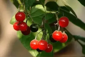 路边一株稀有植物，老人称它为“肿瘤消”，价值珍贵，遇见要珍惜图片