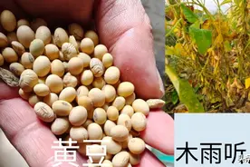 用黄豆肥料的利与弊，怎样提高黄豆做肥料的利用率？图片